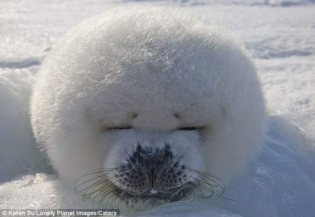 kqedscience:  Meet the incredible smiling seal!  How an intrepid photographer crawled