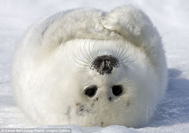 kqedscience:  Meet the incredible smiling seal!  How an intrepid photographer crawled