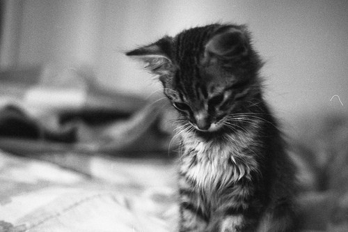 gingeyy.tumblr.com/post/17551239901/