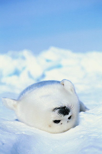 theoceaniswonderful:  by terapinprin 