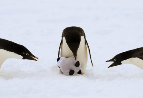 allcreatures:Picture: EPA/DEAN LEWINS