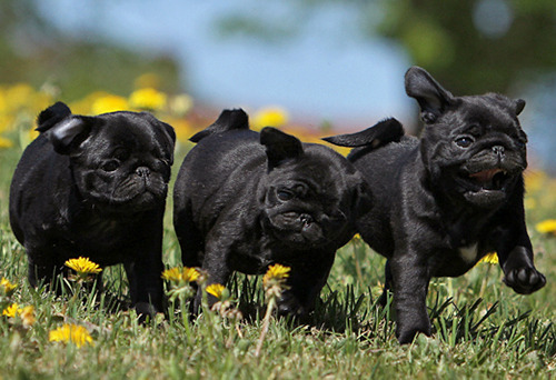My Pug Obsession