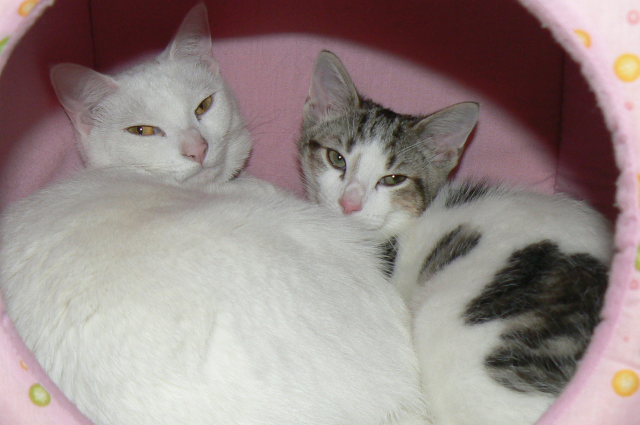 kittenskittycatscatscatpower:  my two kitties cuddling in their cube.