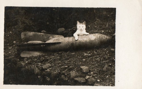 wehrmacht-relics:WW1 / cat on a french grenade