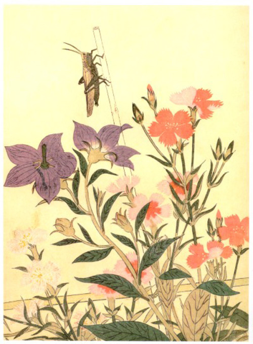 Kitagawa Utamaro (1753 – 1806)Illustration from Ehon Mushi Erami, Book of Insects, by one of the gre