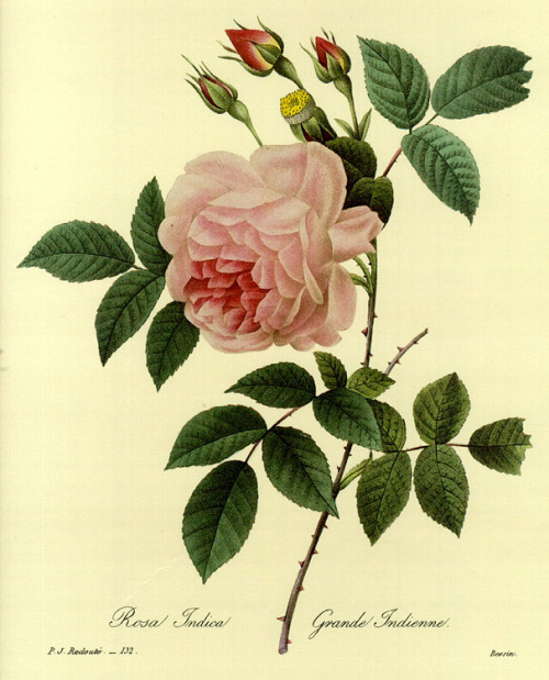 Pierre Joseph Redouté (1759 - 1840) Belgian painter and botanist - known for his watercolours