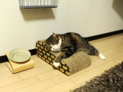 caturdaysnyc:  Happy Caturdays from Maru!