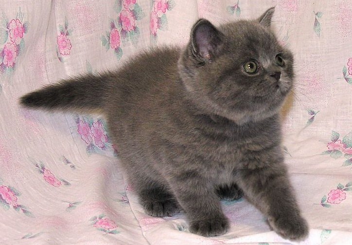 Purr-purr-purrrrr :3