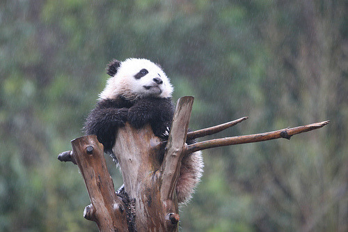 Giant Panda Photos