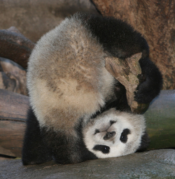 Giant Panda Photos