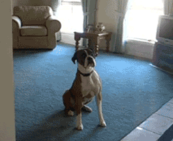 toptumbles:  Boxer super excited to go for a walk  