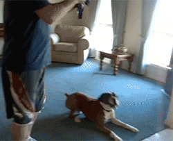 Typical boxer behavior tbh.