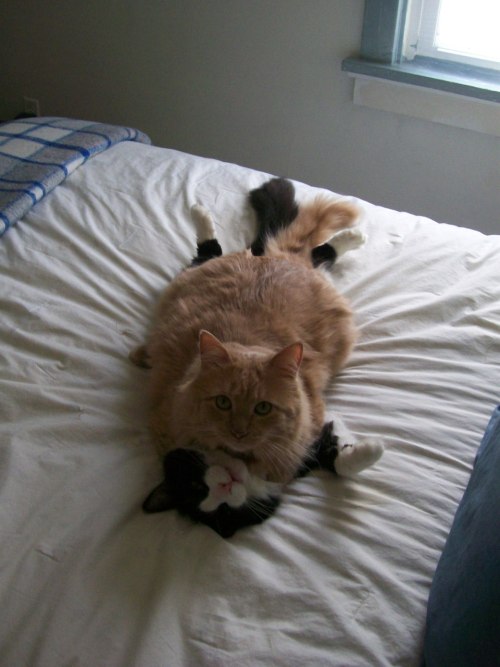 pinned ya, pinned ya again? lmfao, fatasssscat porn pictures