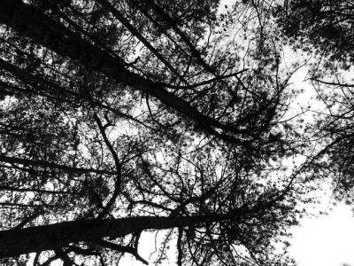 dendroica:
“Pitch Pines on Flickr.
”
♥