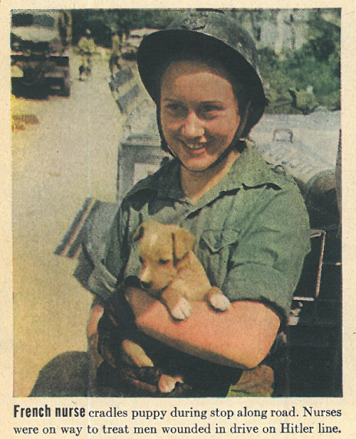 thegildedcentury: Life, August 14, 1944 That puppy was a collaborator!  It’s trying to sneak into Sw