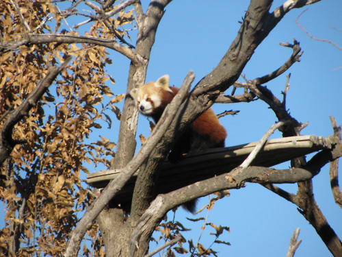 rubbyrubbishbin:  rudeand-ginger:  God red pandas are so precious why can’t I just hold one  They look so friendly i just want to cuddle them all lets just .. cuddle them all  oh haha i was wondering why that photo looked familiar, its one i took