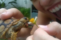 cleverwutever:  lightspeedsound:  onoppka:  LOOK AT ITS TINY FUCKING TONGUE  like at how enormous THAT FLOWER LOOKS COMPARED TO THAT TONGUE  AHHHHH 