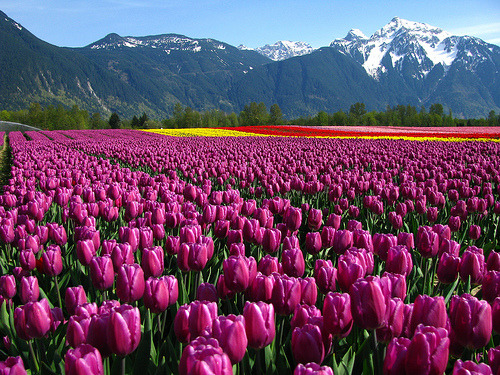 bluepueblo:  Purple Tulips, British Columbia, Canada photo via traveling 