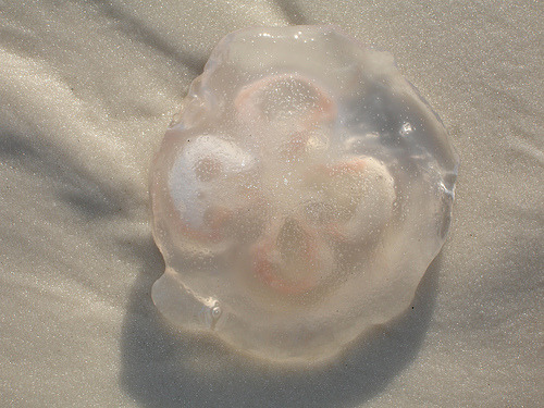 drinkablekittens:Moon Jellyfish (Aurelia Aurita)