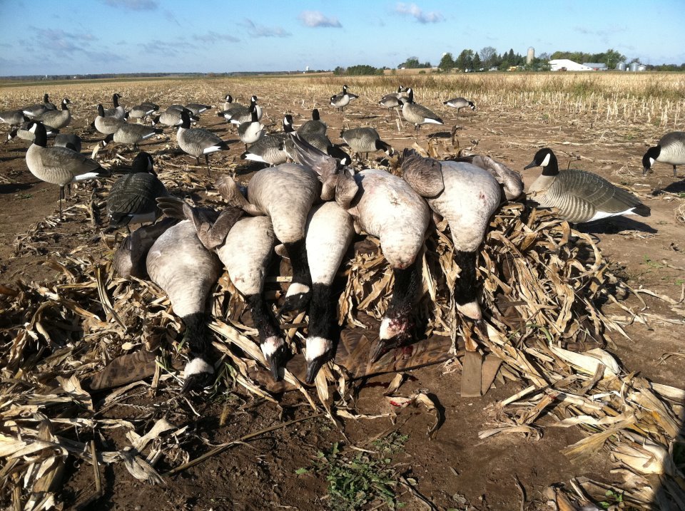 travisarkaik:  9 months until Goose hunting, and I’m already stoked!