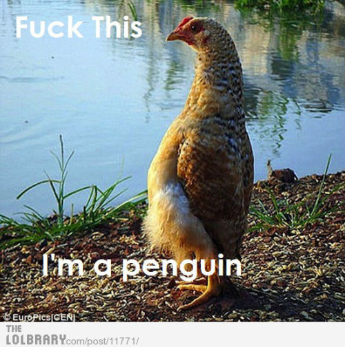 hardlaughterisgoodforthesoul:  Chicken has had Enough!
