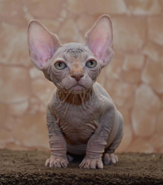 eff yeah Sphynx Cats!