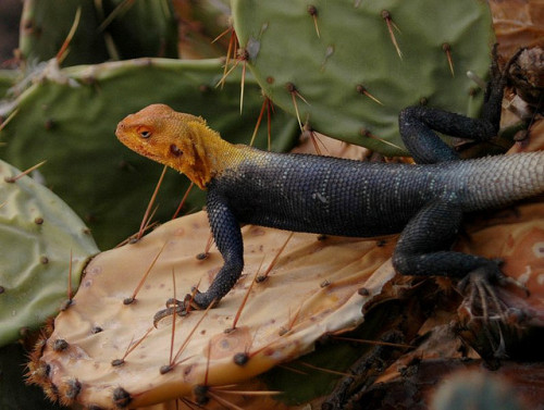 by Jonathan Fu on Flickr.Lizard in Waza National Park - a national park in Far North Province, Camer