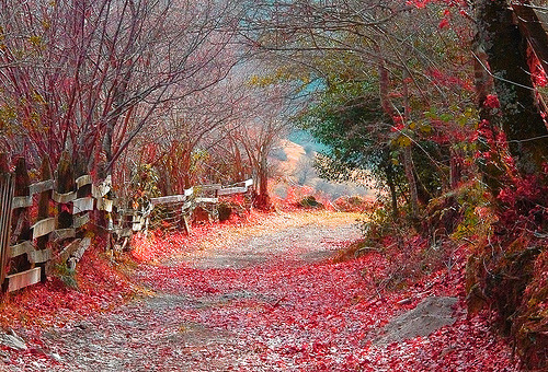 bluepueblo:  Autumn Road, Cantabria, Spain photo via remember 