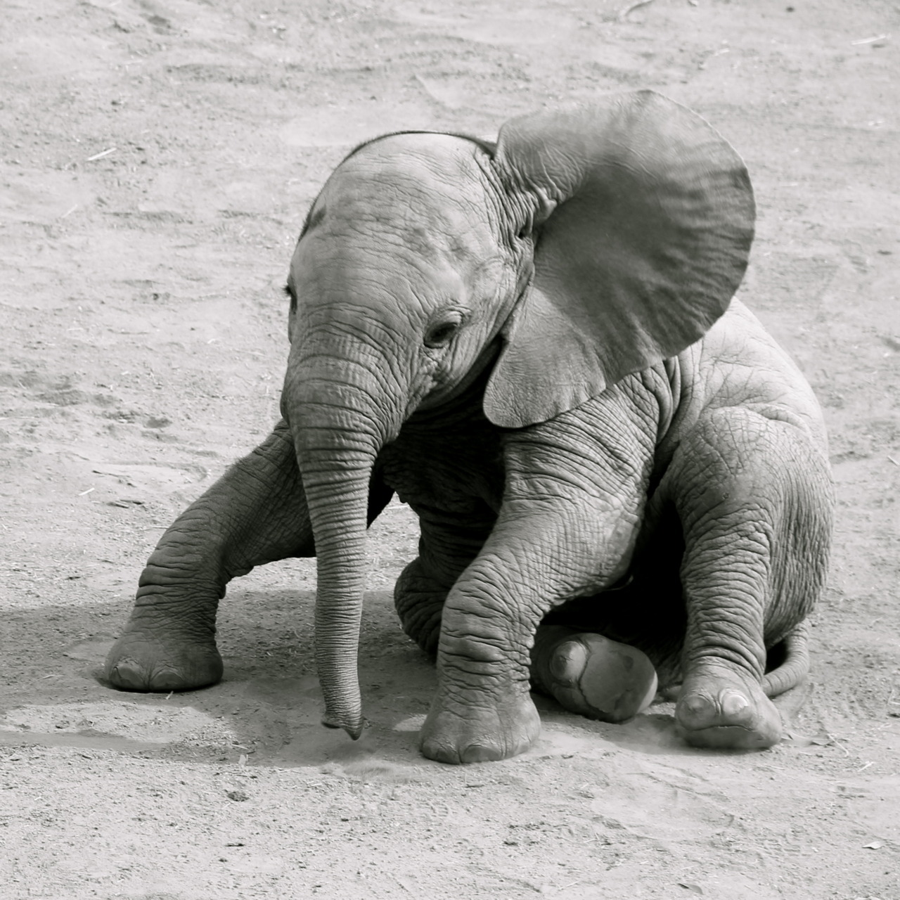 Elephant present. Слоненок. Смешные слоны. Маленький Слоник. Мини слоны.