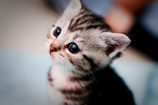 subconsciouswander:  Melancholy by Gideon van der Stelt on Flickr. 