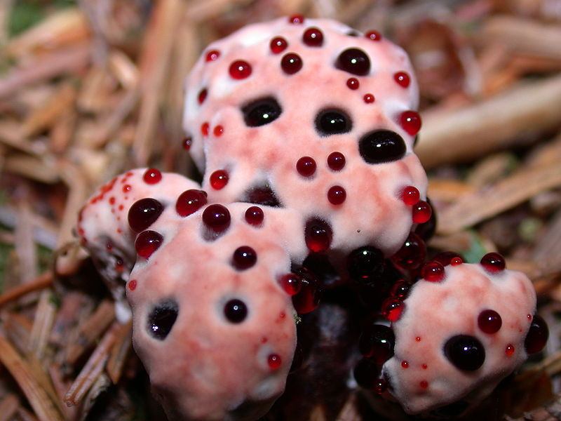  The Bleeding Tooth Fungus is a fungus that, when young, looks like a bleeding tooth.