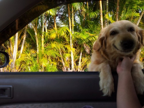 Crusing by Honoli'i a dog randomly jumps on my window make friends