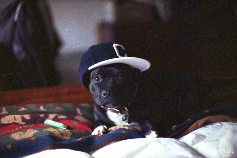 FUCK YEAH! Pit Bull Terriers