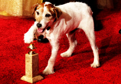 thedailywhat:  Golden Globes: George Clooney who? The show-stealing star of the night, Uggie the dog from The Artist, poses with his very own Golden Globe. [frontiercity.]