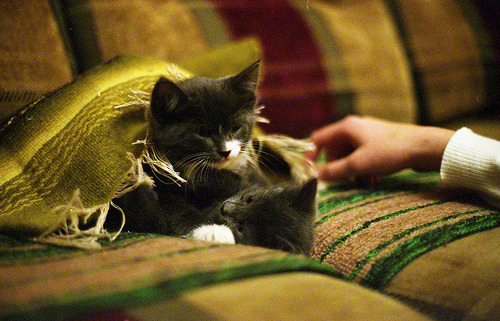 I love cats