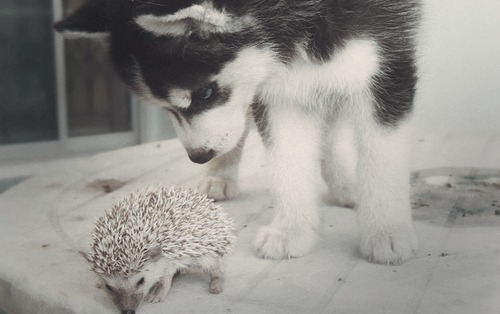 My two favorite animals. 