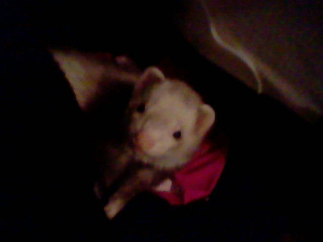 unnoticedtragicevents:  Suprised him from sleeping on a clothes pile. 