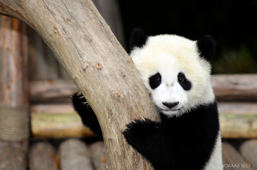 Giant Panda Photos adult photos