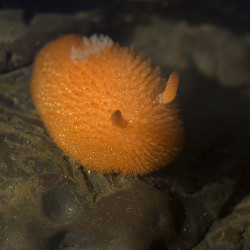 allthings0rang3:  orange-peel sea slug by