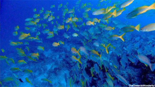 Divedeeper