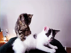 lilybeth:  cat masseur 