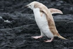 philosophicalphuck:  crookedindifference:  Isabellinism: Mutant Penguin  EEEEEEEEEEEEEEEEEEEEEEEEE 