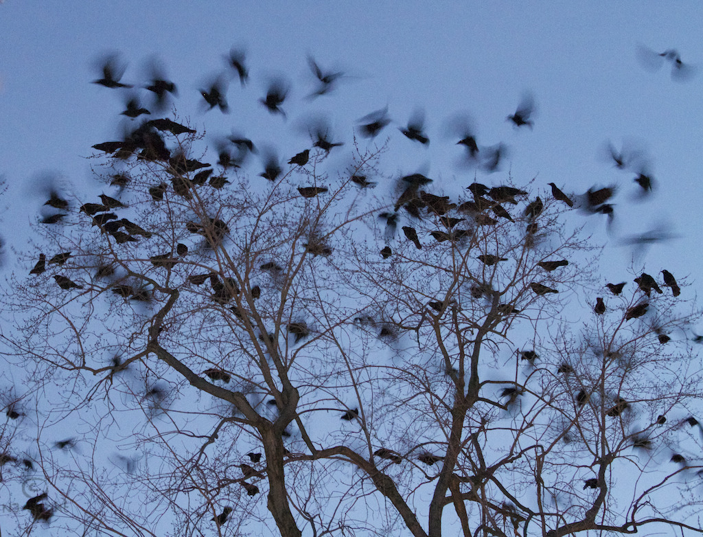 njwight:  Murder of crows!  An hour ago while I was walking home the largest murder
