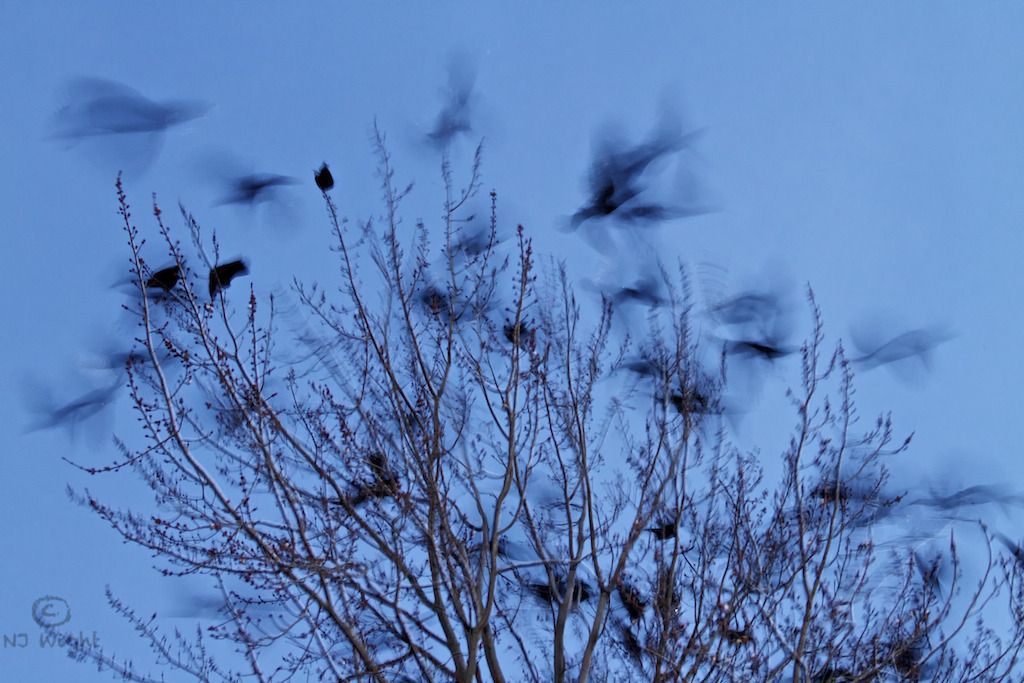njwight:  Murder of crows!  An hour ago while I was walking home the largest murder