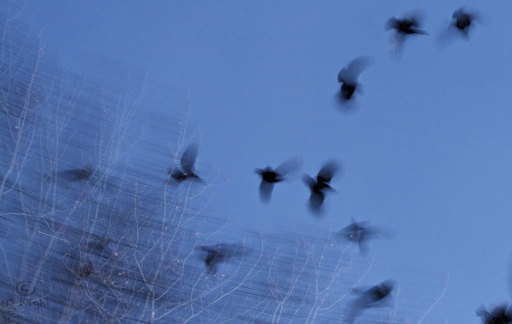 njwight:  Murder of crows!  An hour ago while I was walking home the largest murder