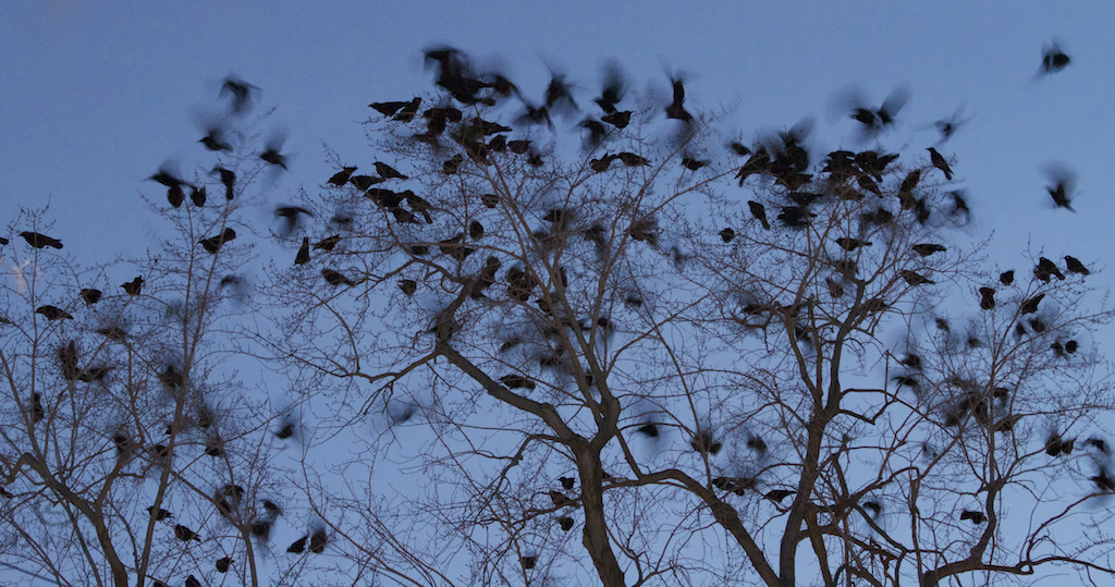 njwight:  Murder of crows!  An hour ago while I was walking home the largest murder