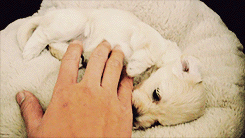 the-absolute-best-gifs:Your life is meaningless without following this blog!