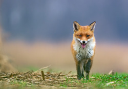 The Fox Blog