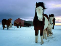 nationalgeographicdaily:  Horses, IcelandPhoto: Marketa Kalvachova Icelandic horses are out all year, even through the winter. I captured these in-foal mares in southern Iceland in December 2011. 