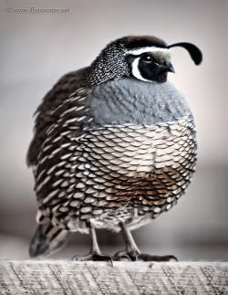 fat-birds:  Oil Paint Effect - California Valley Quail by Fly to Water on Flickr. 